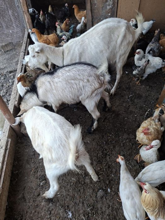 Vand capra cu ieduta și tap