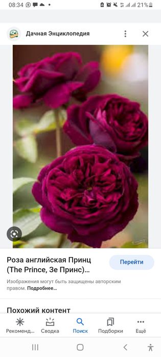 Английская роза Саженцы