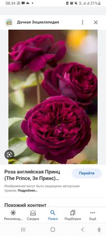 Английская роза Саженцы