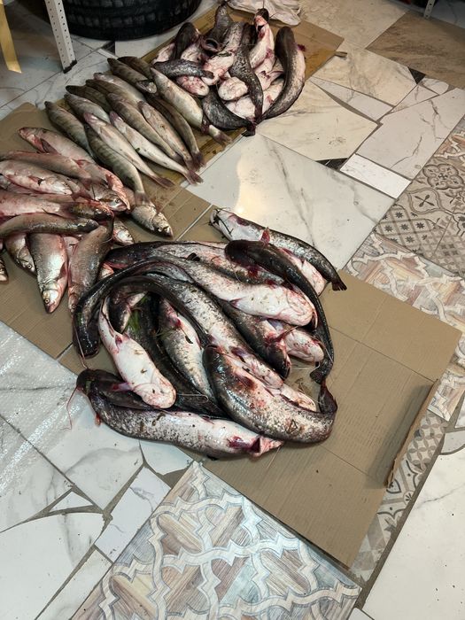 Рыба Судак Жерех Сом свежий