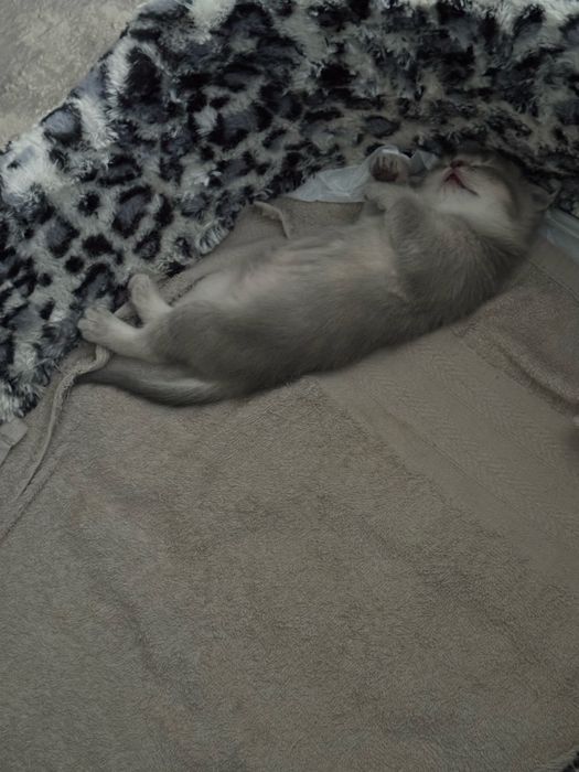 Милые котята продается