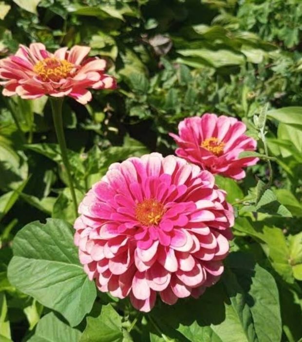 Восточный левый можно