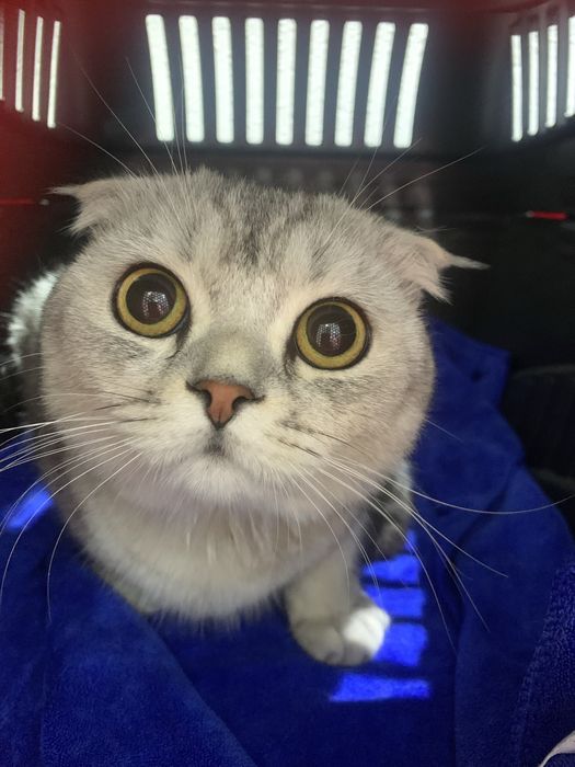 Профессиональный груминг для ваших любимцев!