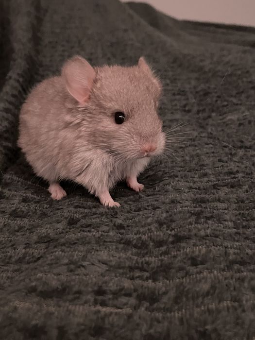 Pui chinchilla cincila sinsila