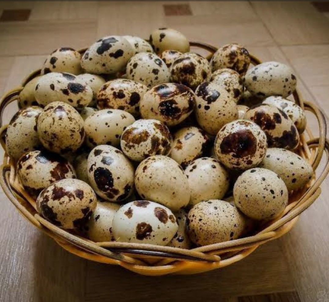 Яйцо перепелиные мясо перепелов
