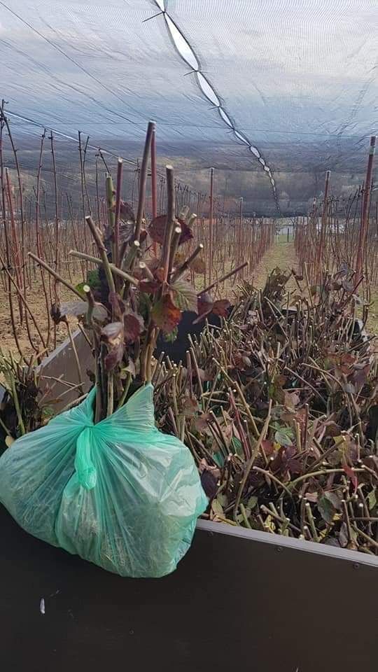 Butași Mur Thornfree