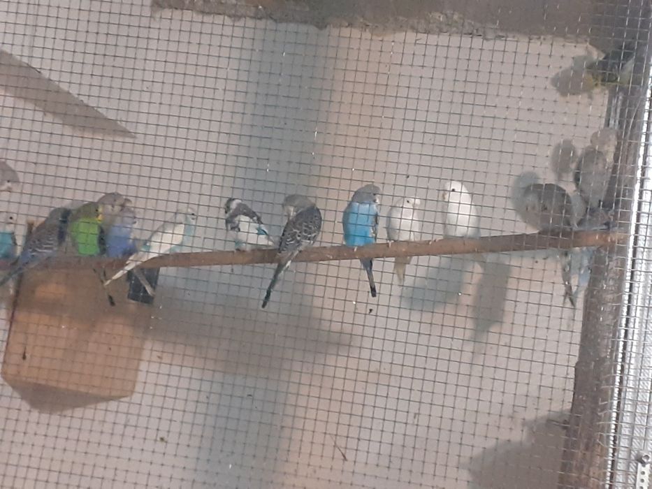 Crescator vand peruș plus colivie,accesorii si mancare