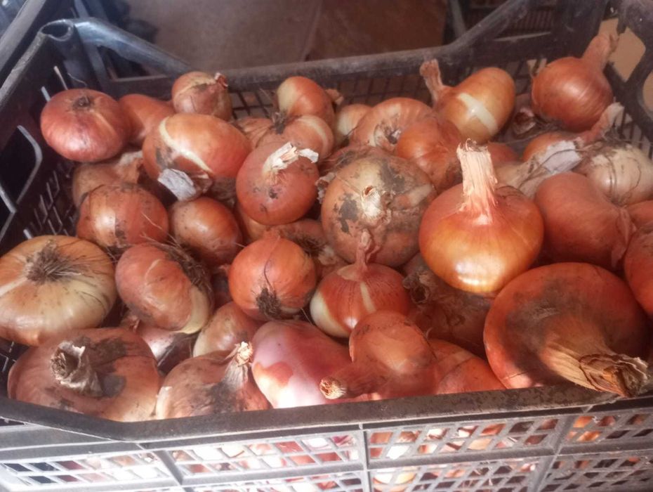 Vand ceapa productia an 2025