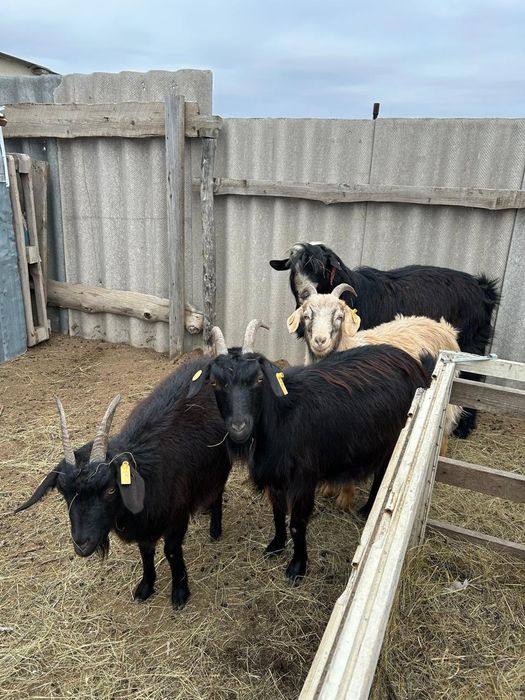 Продаётся  козы.