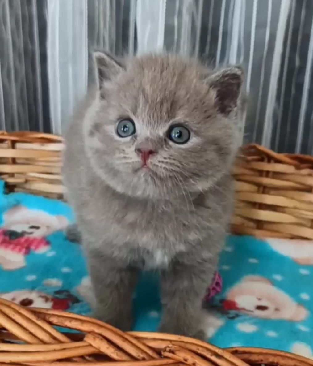 Продаюся девочки скоттиш страйт