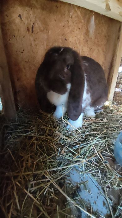 Iepuroaica berbec german