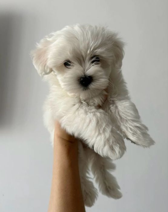 Bichon maltez superb