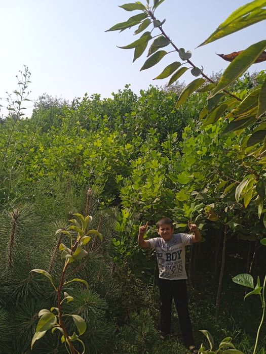 Archa va Lola daraxtlar