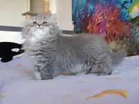 Pisici british longhair blue