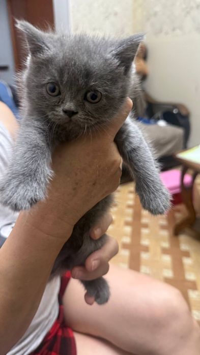 Скотиш Фолд и Страйт. Шотландцы чистокровные.