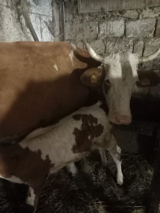 Vând doua vaci și un vițel baltata