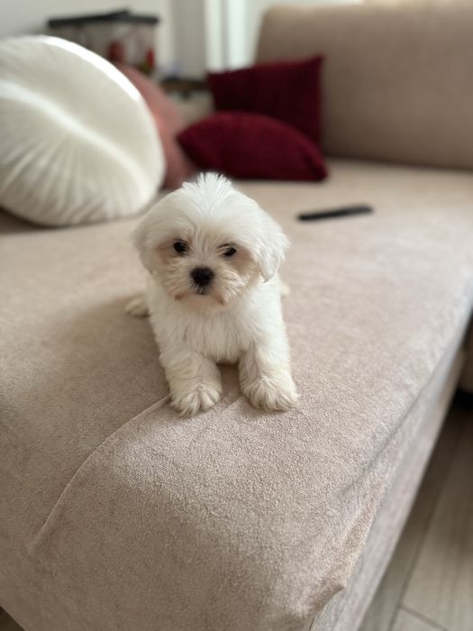 Baietel bichon maltez toy