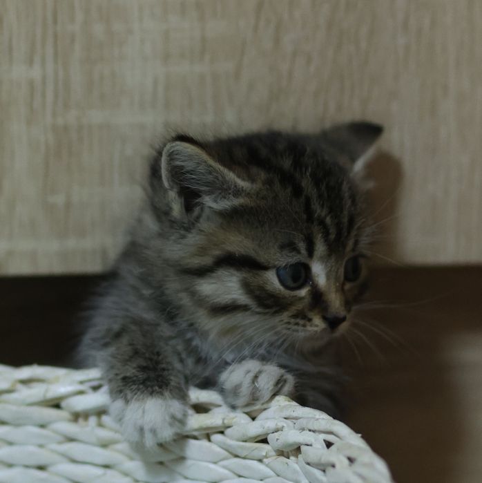 Котёнок ищет дом