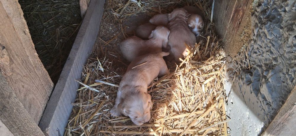 Кокер Шпаньол кученца