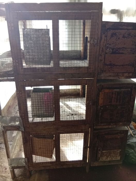 Quyon kataklar xolati yaxshi