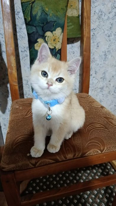 Золотая Шиншыла N12 сотилад!