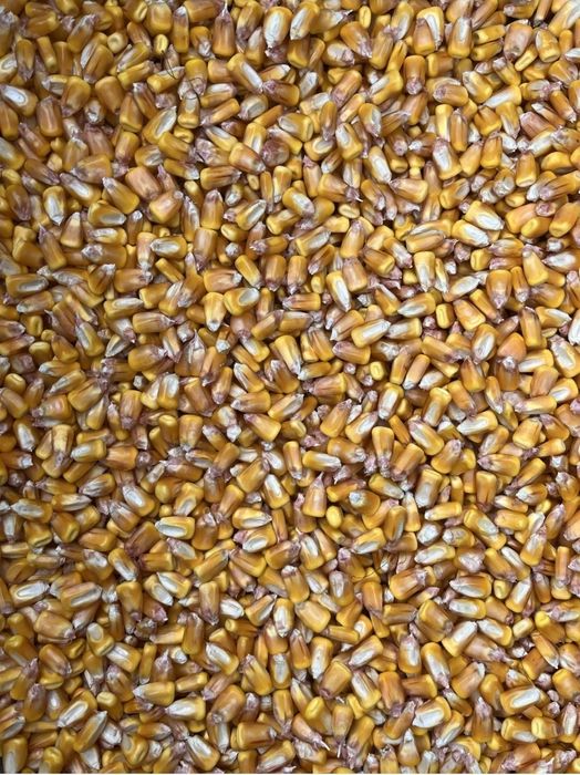 Vand porumb recolta 2025