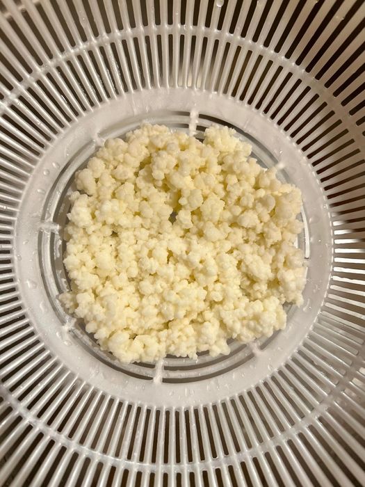 Ciuperca tibetana de chefir