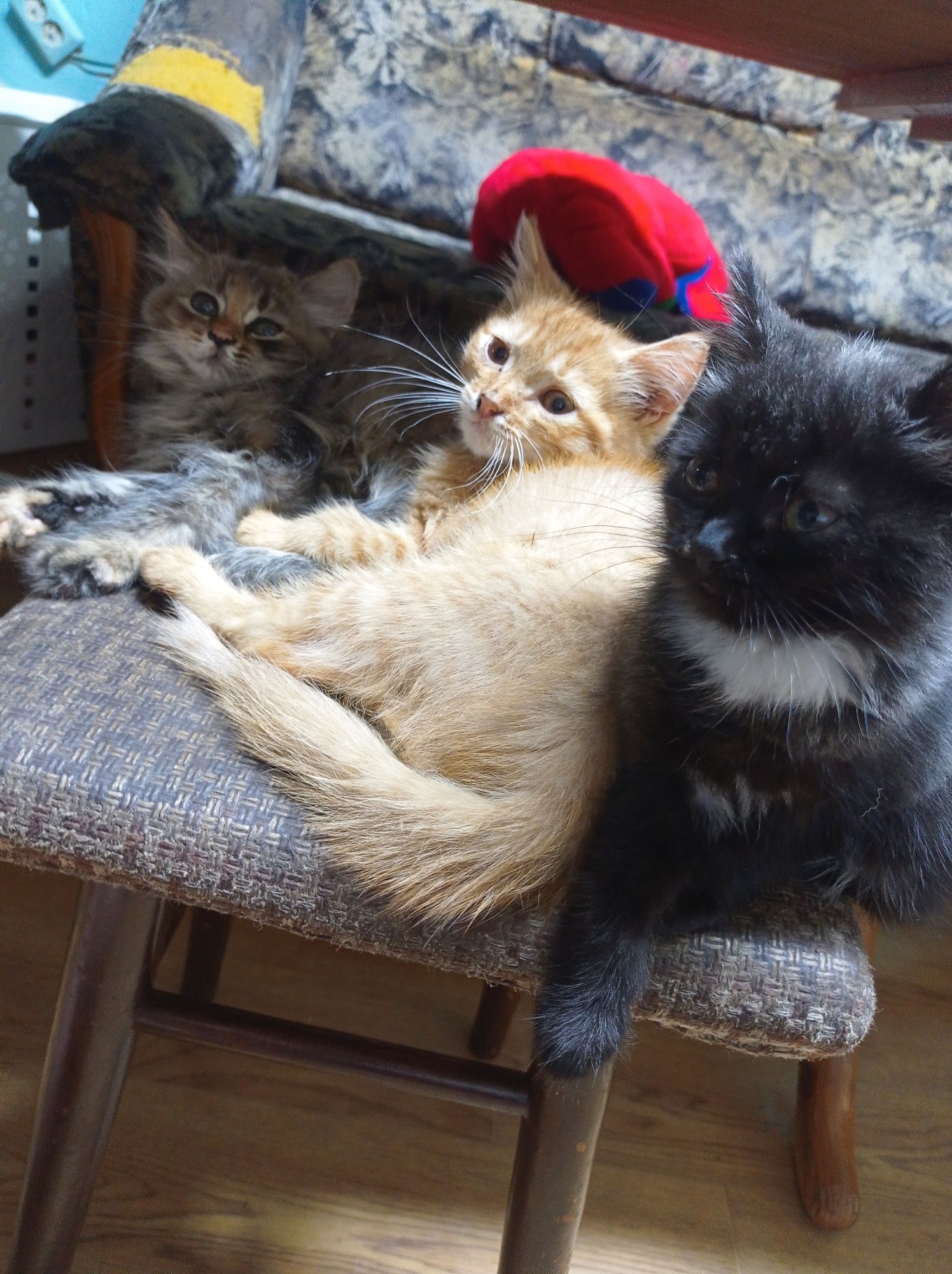 Котята ищут свои семьи.