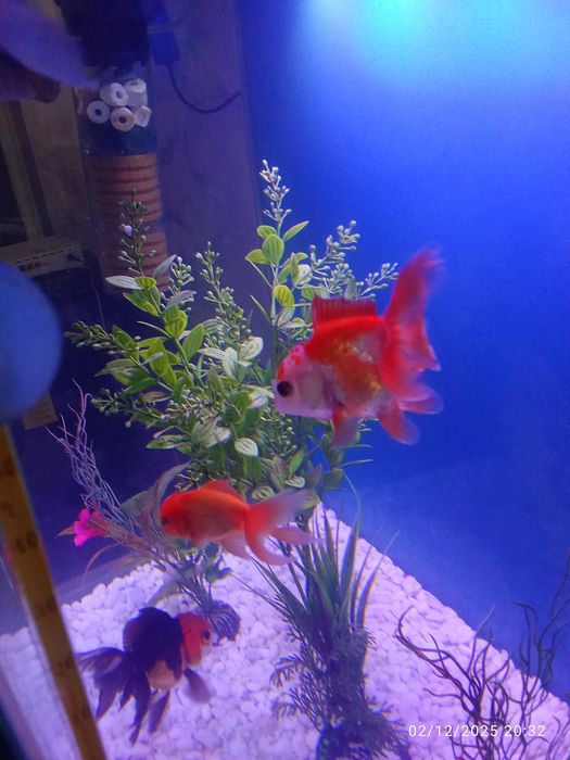 Privaznoy aranda baligi