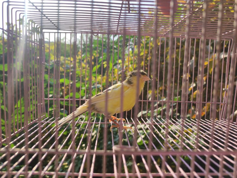 Канарейки самки разные