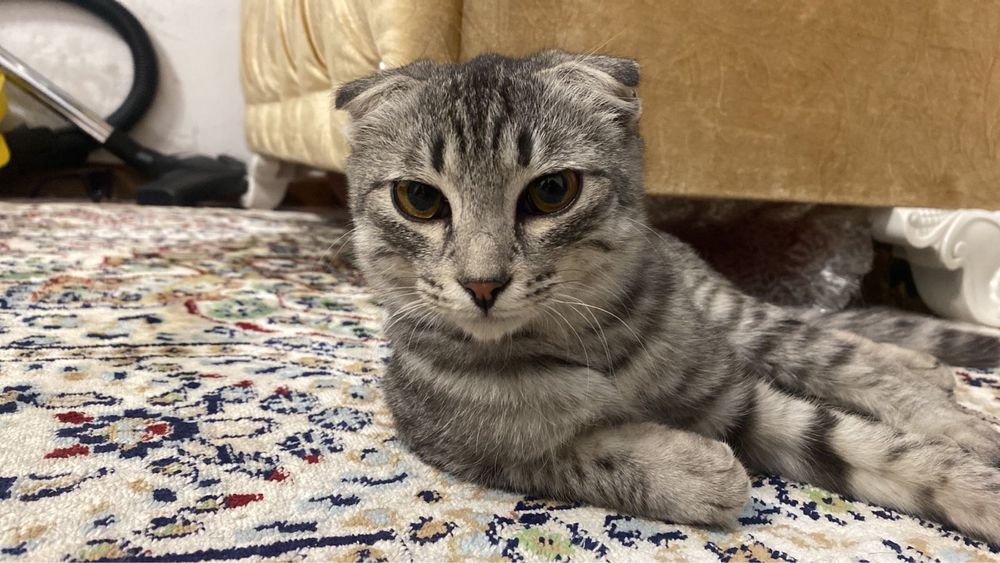 Отдам Котика вислоухий