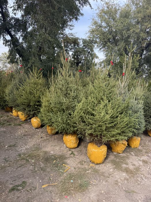 Елки, туй, сосны все для сада