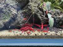 Creveti acvariu (Neocaridina red/blue) / Melci asasini / Hrana vie