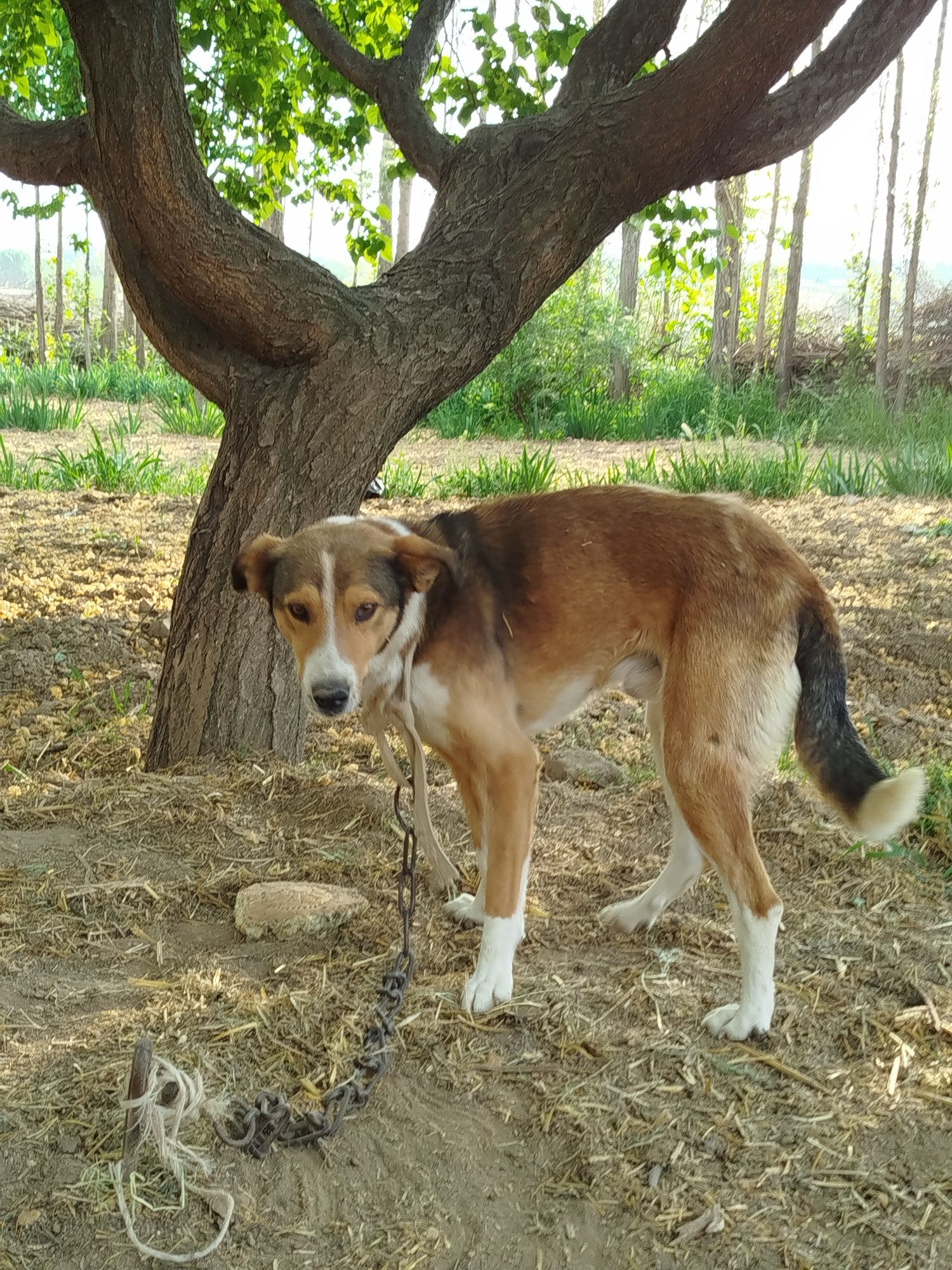 2 yoshli kuchuk narxi 150 000