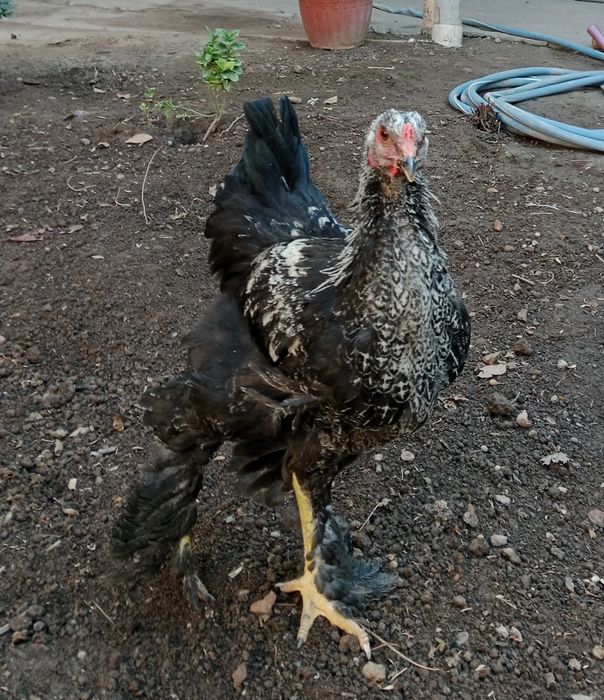 Петушок Хуроз зотли парранда