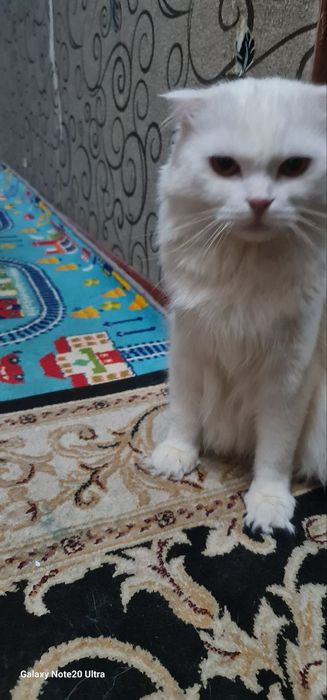 Oppoq aqilli qimmat muzhyk