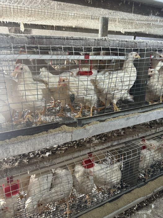 Ломан сенди товуклар сотилади