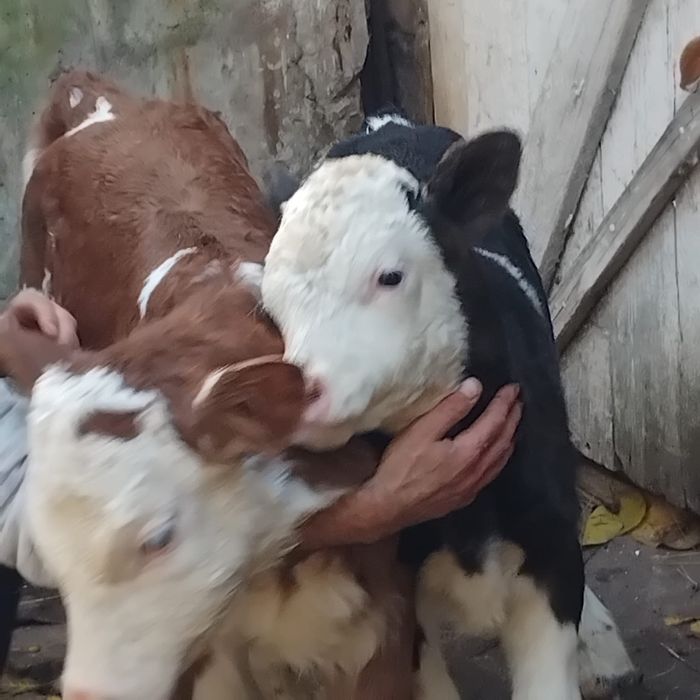 Vand 1 Tauras si o vitea de 2 saptamani