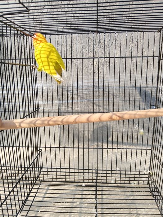 Куш кафаси билан