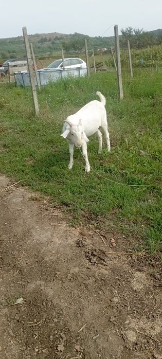 Țap metis anglonubian