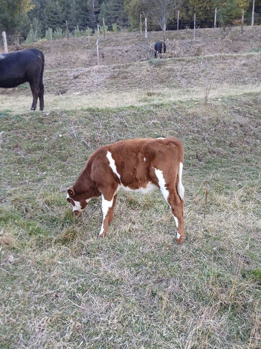 Продавам крави..