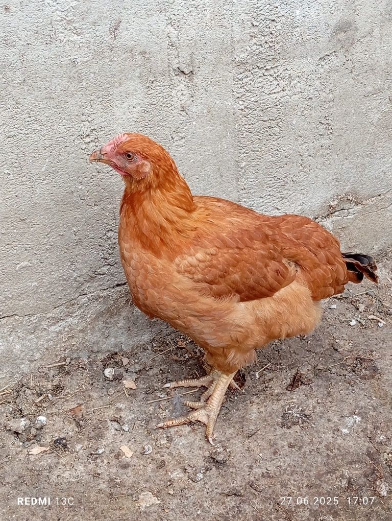 Vând pui de rasă mixtă