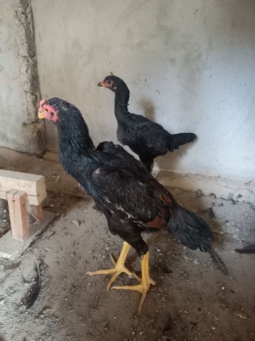 Жужала сотилади жуп