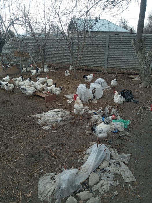 Продам яйца для инкубатора