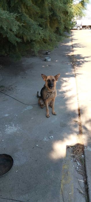 Продавам немска овчарка