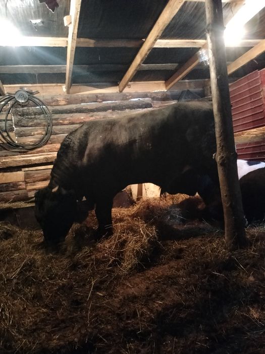 Быков с откорма,