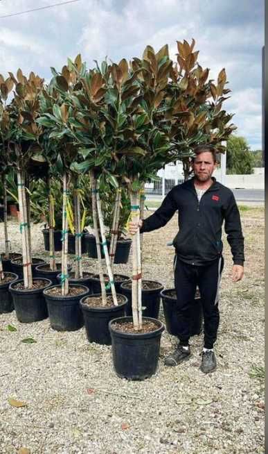 Plante Decorative pentru Amenajarea Grădinii și a Curții