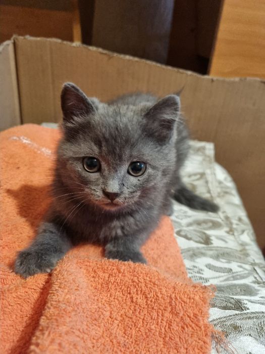 Котики пушистики, ласковые и умные!