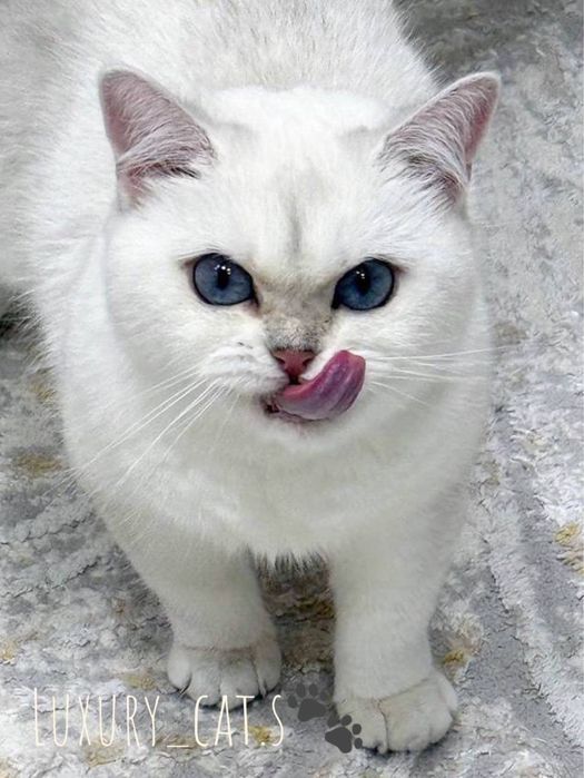 Продаётся Шикарная девочка