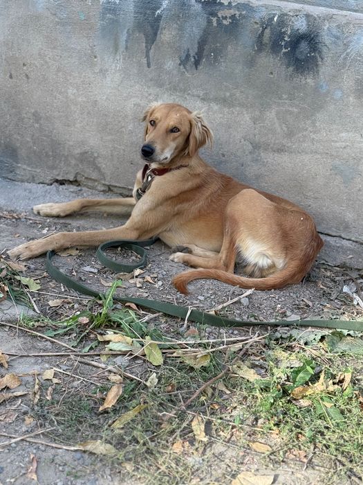 Шикарный Тазы ищет любящий дом!!!